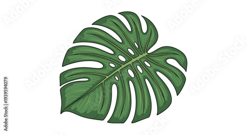 Large green tropical monstera leaf closeup.