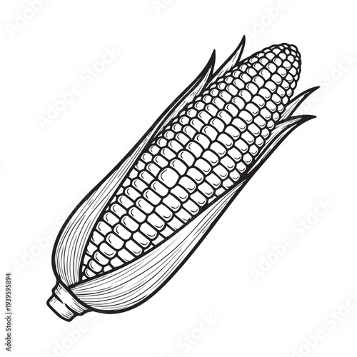 Corn Cob Illustration Black and White Line Art Isolated on White Food Graphic