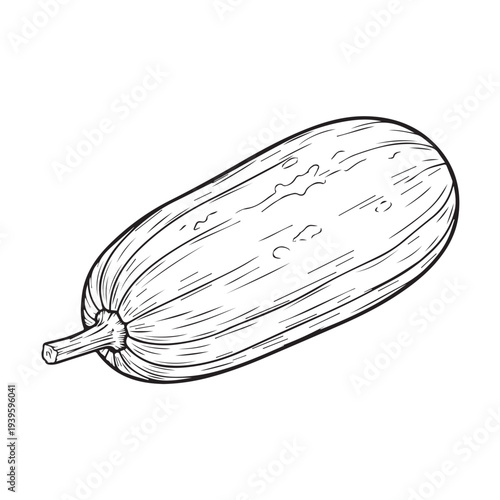 Cucumber Line Drawing Isolated on White Background