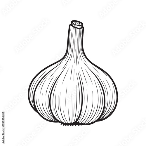 Garlic bulb line art illustration isolated on white background simple sketch style