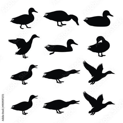 Mallard Duck Silhouette Vector Set - Various Poses Including Flying, Swimming, and Quacking