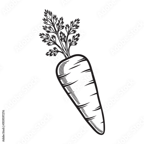 Hand Drawn Carrot with Greens Isolated on White Simple Sketch Style