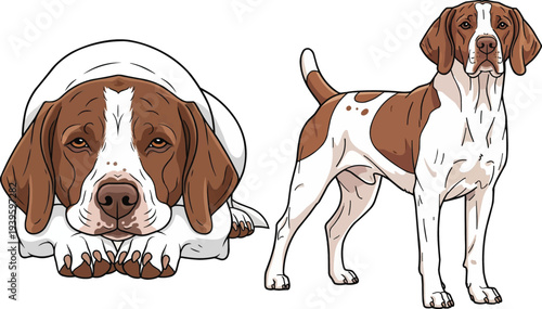 Braque du Bourbonnais dog resting face on paws standing pose set