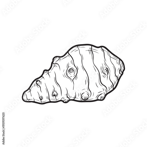 Jerusalem Artichoke Root Vegetable Outline Isolated on White Background