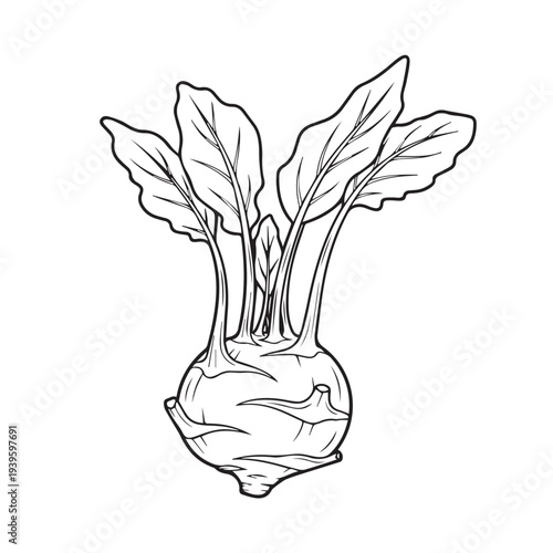Kohlrabi Vegetable Illustration with Leaves Isolated on White Line Art