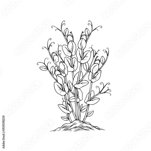 Line Art Pea Plant Growing from Soil Detailed Leaves and Tendrils Isolated on White Stock Illustration