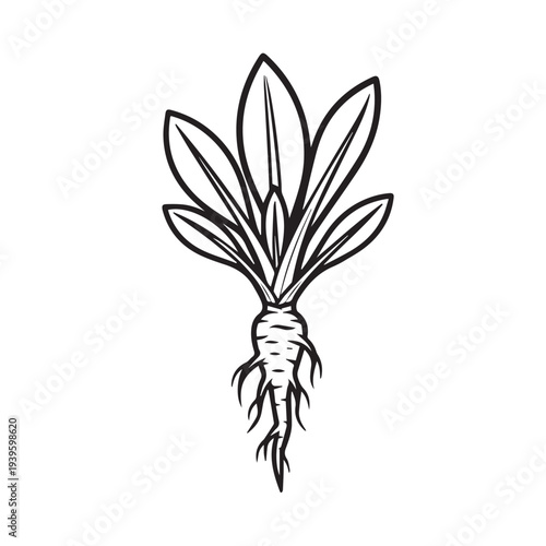 Mandrake Root Illustration Stylized Plant with Fibrous Roots and Leaves Black and White Line Art