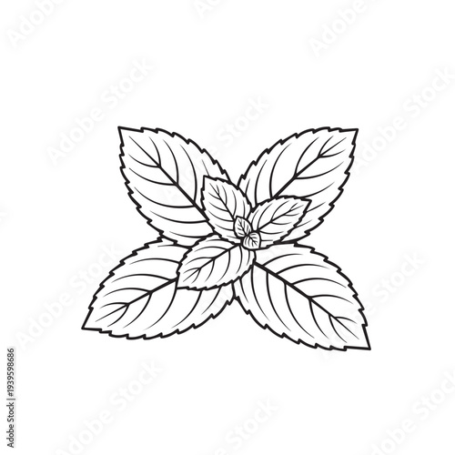 Mint Leaves Outline Drawing Fresh Herb Botanical Illustration Stock Graphic