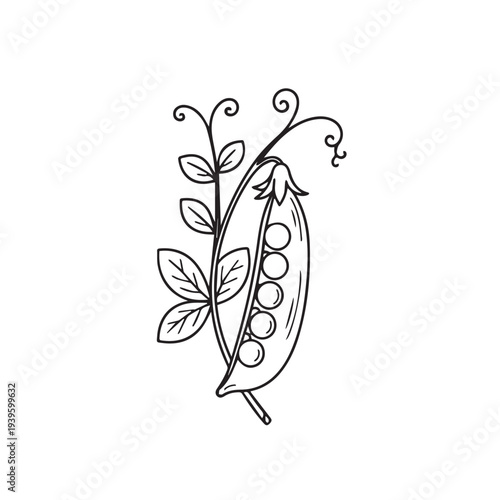 Pea Pod with Leaves and Swirls Black and White Line Art Isolated on White