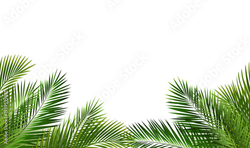 palm leaf frame