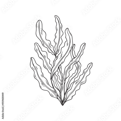 Seaweed Plant Drawing Line Art Isolated on White Background