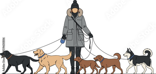 Woman walking multiple dogs vector illustration pet sitter winter coat leash canine companions outdoor scene