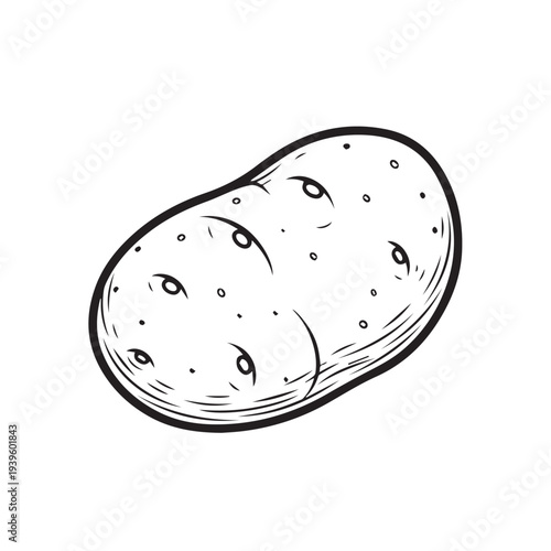 Single Potato Outline Drawing Isolated on White Background