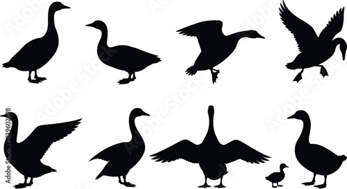 Goose silhouettes collection, flying standing waterfowl vector set, wild bird icons isolated on white background for farm design