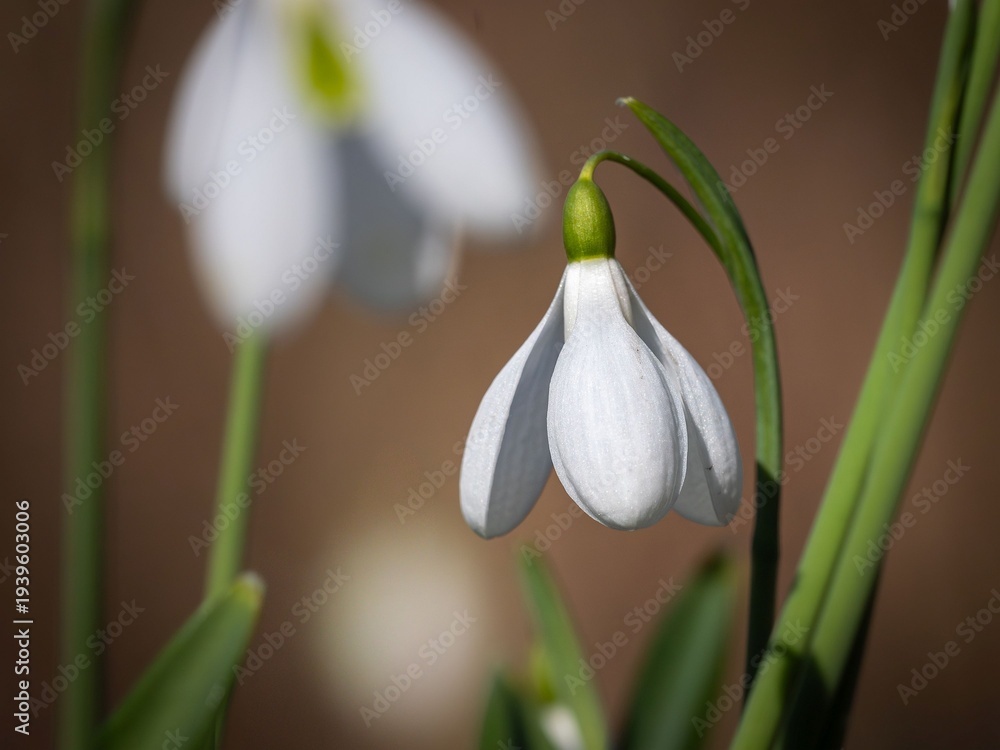Fototapeta premium spring snowdrop flower