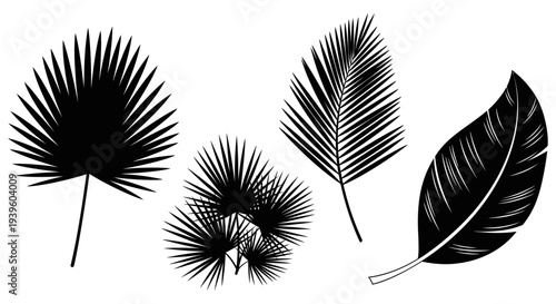 Beautiful black and white illustration of various tropical palm leaves arranged in a visually appealing collection for design and decoration purposes