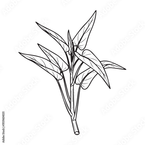 Water Spinach Plant Branch Line Drawing Illustration Isolated on White Background Simple Botanical Sketch