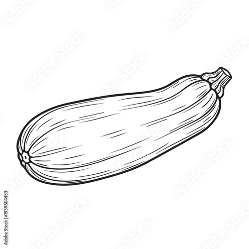 Zucchini Vegetable Line Drawing Isolated on White Background