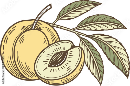 Yellow Peach Fresh Fruit Illustration. Ripe Yellow Peach Fruit Concept. Yellow Peach Summer Fruit Design. Juicy Yellow Peach Natural Illustration. Fresh Yellow Peach Organic Concept. Yellow Peach Farm