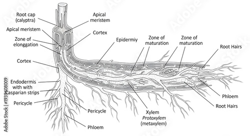 Detailed longitudinal diagram of a growing plant root showing root cap, apical meristem, zones of cell division, elongation and maturation, cortex, endodermis, pericycle, xylem protoxylem metaxylem, p