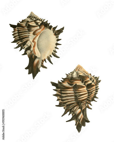 Photos Murex zebra murex spiny seashells vintage illustration isolated on white, design