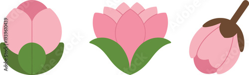Lotus flower vector set with bud, blooming lotus and closed flower isolated showing pink botanical floral elements for nature design