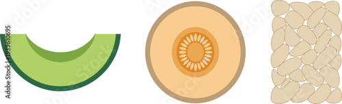 Melon fruit vector set with slice, cross section and seeds, fresh cantaloupe illustration isolated showing healthy tropical food ingredient