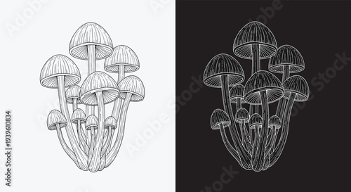 Contrast study featuring two clusters of wild mushrooms shown in black on white and white on black illustrated styles.