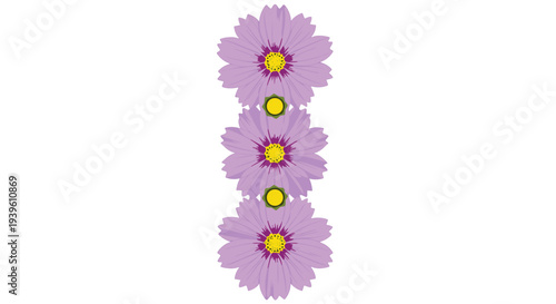Vertical arrangement of three purple cosmos flowers with bright yellow centers set against a plain white background.