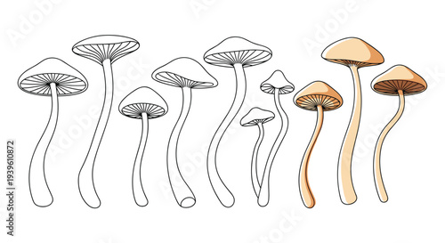 Long row of diverse mushroom species shown as delicate line drawings and soft peach colored illustrations for botany.