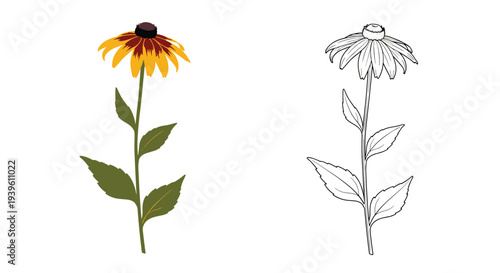Yellow black-eyed susan flower illustration shown in a colored version alongside a detailed black and white line art sketch.