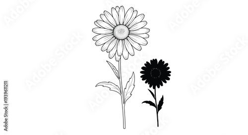 Comparison between a large detailed line art daisy flower and a smaller solid black silhouette of the same botanical subject on a plain background.
