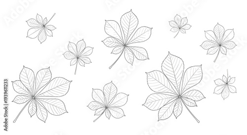 Scattered collection of various horse chestnut leaves illustrated in delicate black line art with different sizes across a white surface.