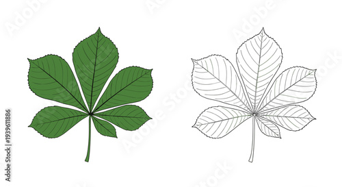 Comparison between a green colored chestnut leaf and its black and white line art outline on a white background.