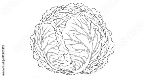 Detailed black and white line art illustration of a whole fresh cabbage showing its intricate leaf patterns and texture.