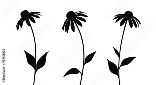 Triple silhouette group of echinacea coneflowers on long stems with leaves isolated against a plain white background.