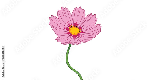 Vibrant pink cosmos flower with detailed petals and a bright yellow center on a thin green stem on white.