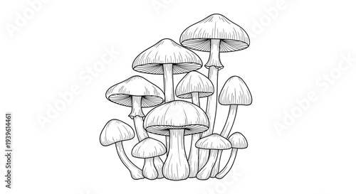 Detailed hand drawn sketch of a large cluster of diverse mushrooms of various sizes and shapes for botanical and nature themes.