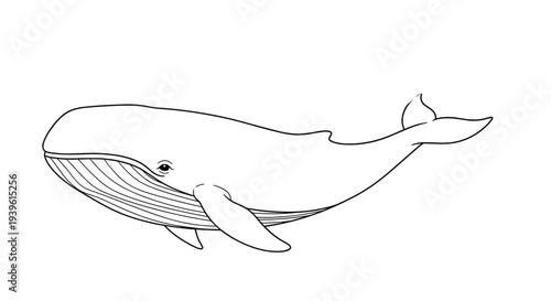 Detailed line drawing of a massive blue whale or sperm whale swimming horizontally, isolated on a clean white background.
