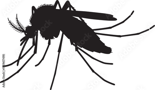 Black silhouette of a mosquito with long legs and antennae also transparent background insect