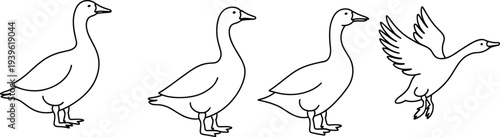 Hand drawn duck outline set walking standing and flying waterfowl bird line art farm animal wildlife vector illustration collection
