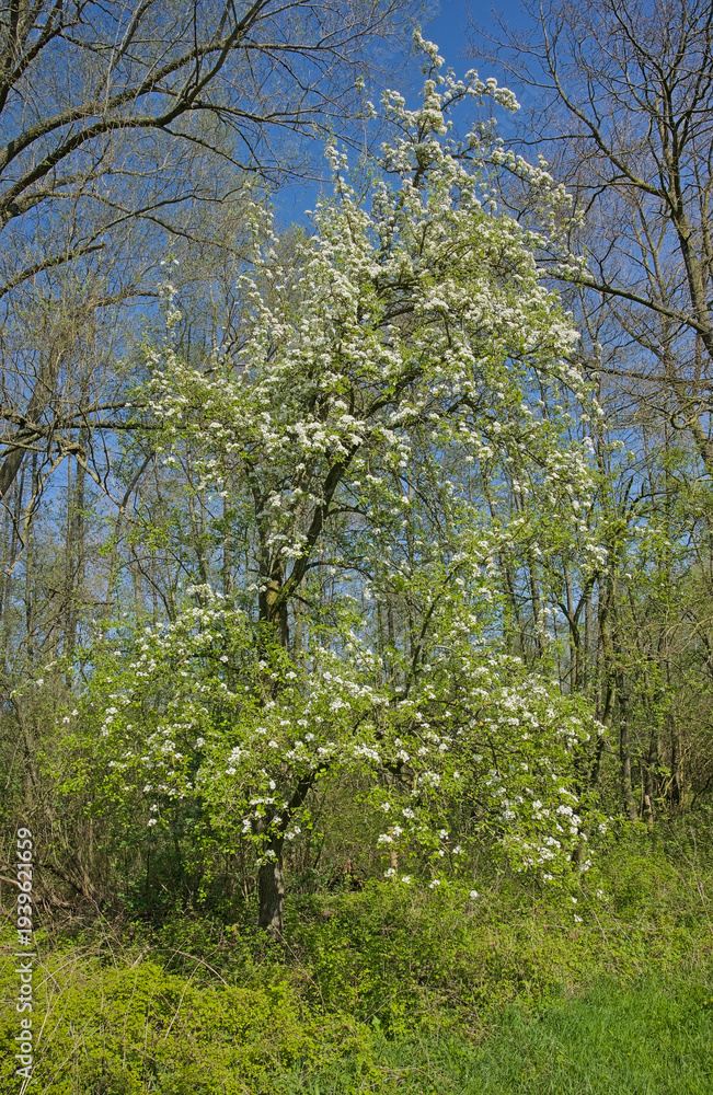 Fototapeta premium grassland with flowering fruit trees in spring in the flemish countryside
