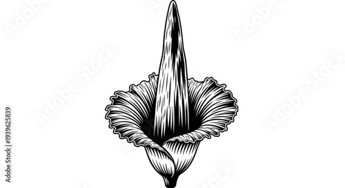 Detailed illustration of a blooming Amorphophallus titanum flower, showcasing its unique structure.