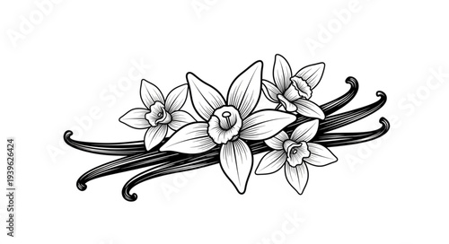 Elegant illustration of vanilla flowers and pods, a botanical artwork.