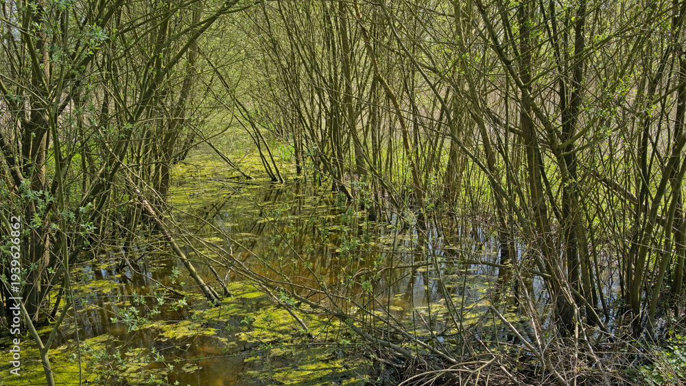 Obraz premium Creek with willow trees and duckweed in Parkbos nature reserve, Ghent, Flanders, Belgium 