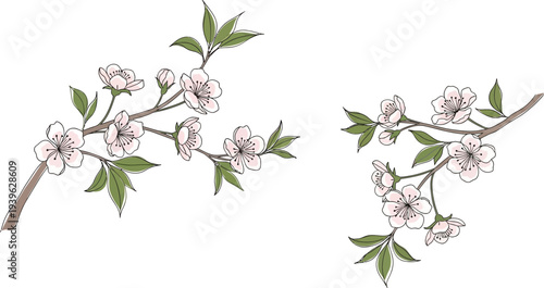 Blossoming cherry tree branches with delicate pink flowers and green leaves