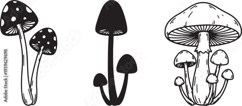 Black and white detailed of three different types of mushrooms also transparent background fungi nature