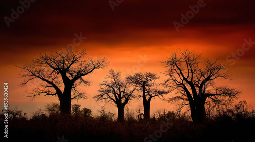 Silhouette of Trees Against Dramatic Sunset Sky