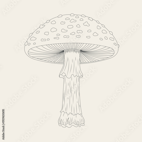 Botanical outline illustration of a forest fly agaric mushroom in herbal style