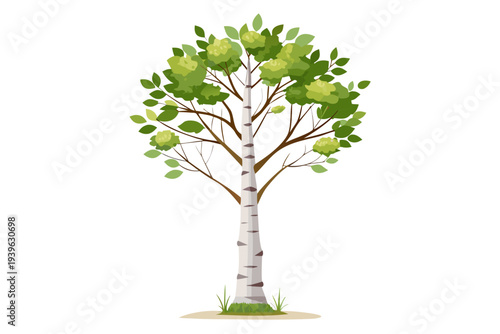 Lush green birch tree with vibrant leaves on a clean white background with grass at the base